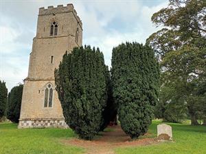 Taxus baccata ‘Fastigiata’ AGM - 'tough as old boots' - credit: Bob Askew